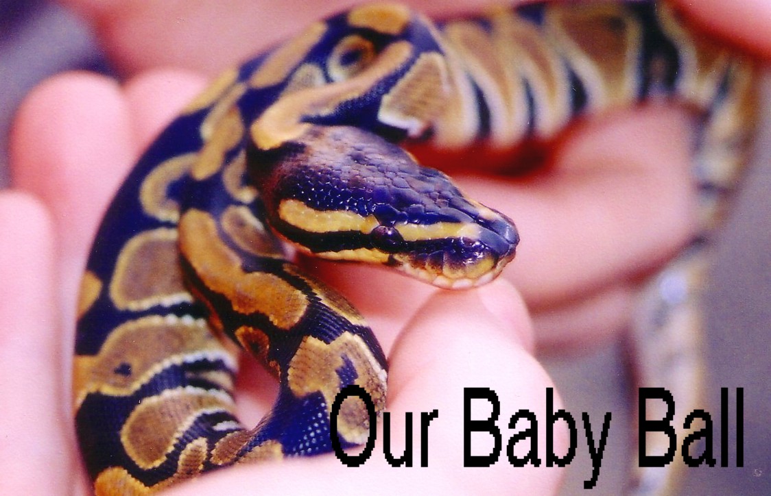baby ball